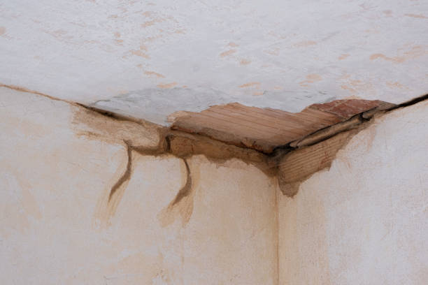 Best Water damage restoration mold remediation  in Mogul, NV